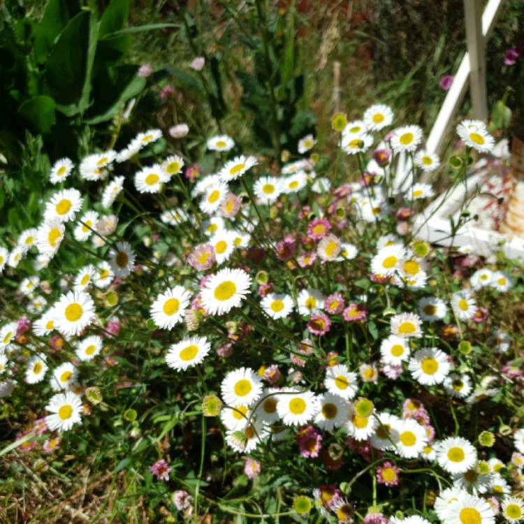plant image 1315380
