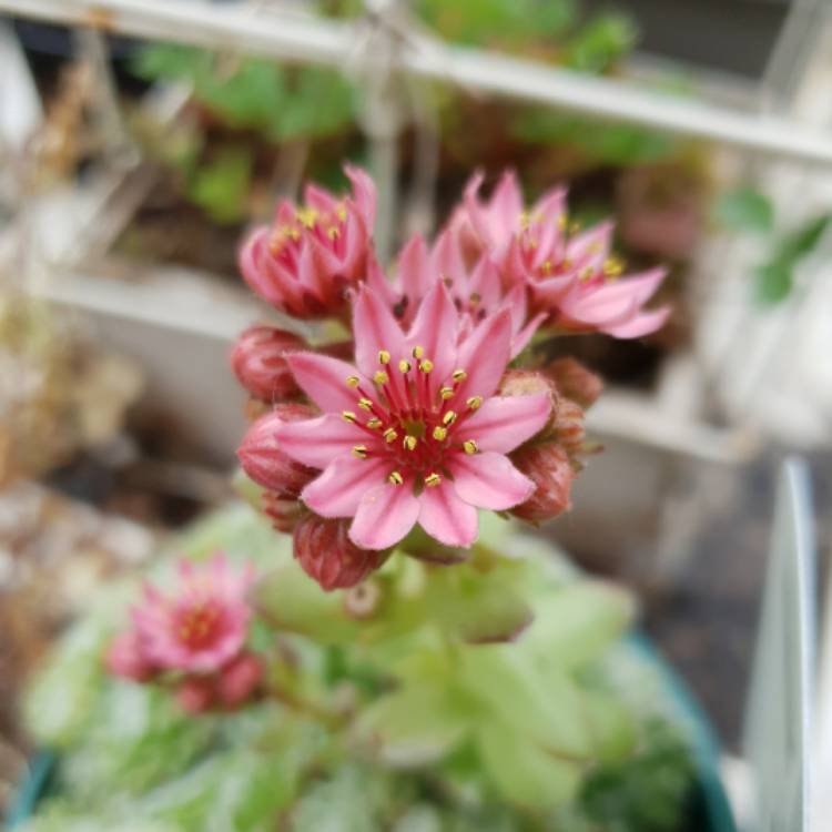 Plant image Sedum