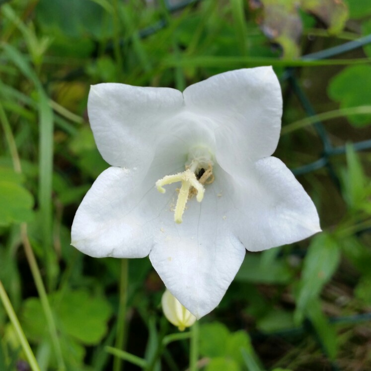 plant image 140451 plant image 140451