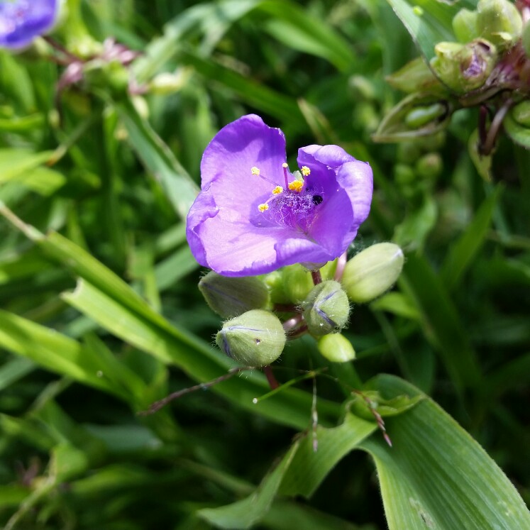 plant image 140464 plant image 140464