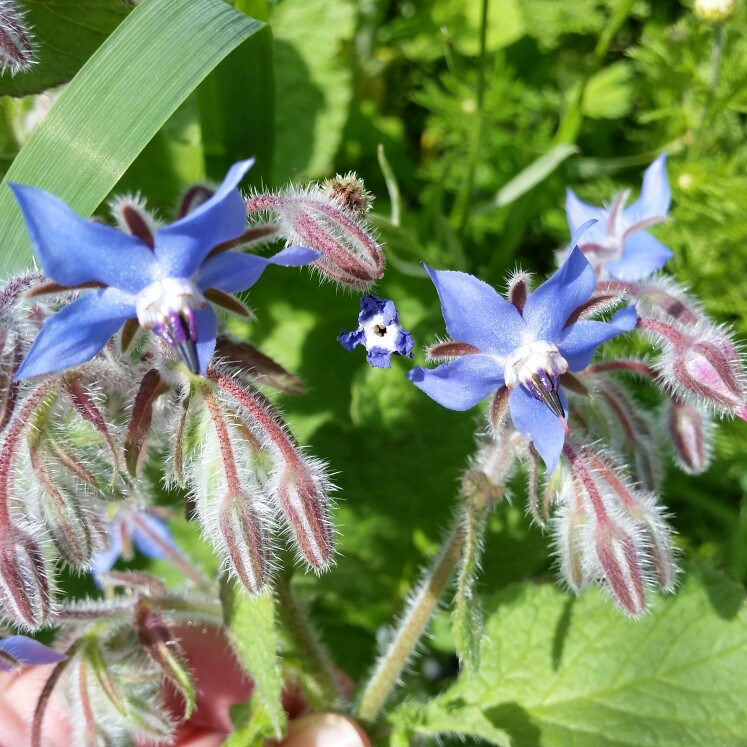 plant image 154550