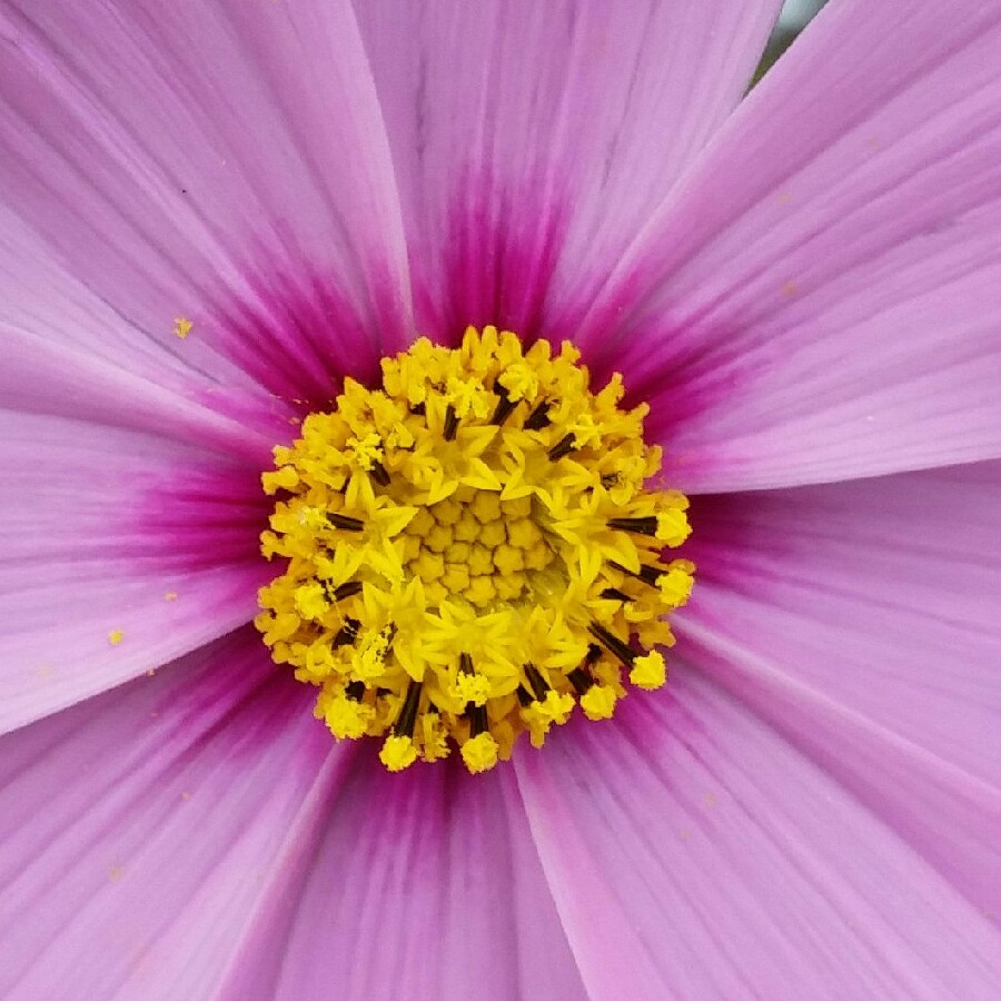 plant image 163460 plant image 163460