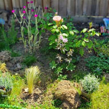 Anne's garden
