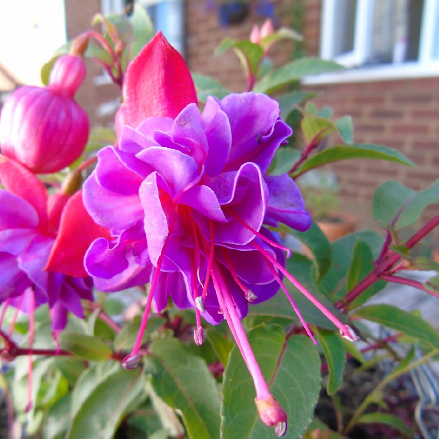 plant image 171071