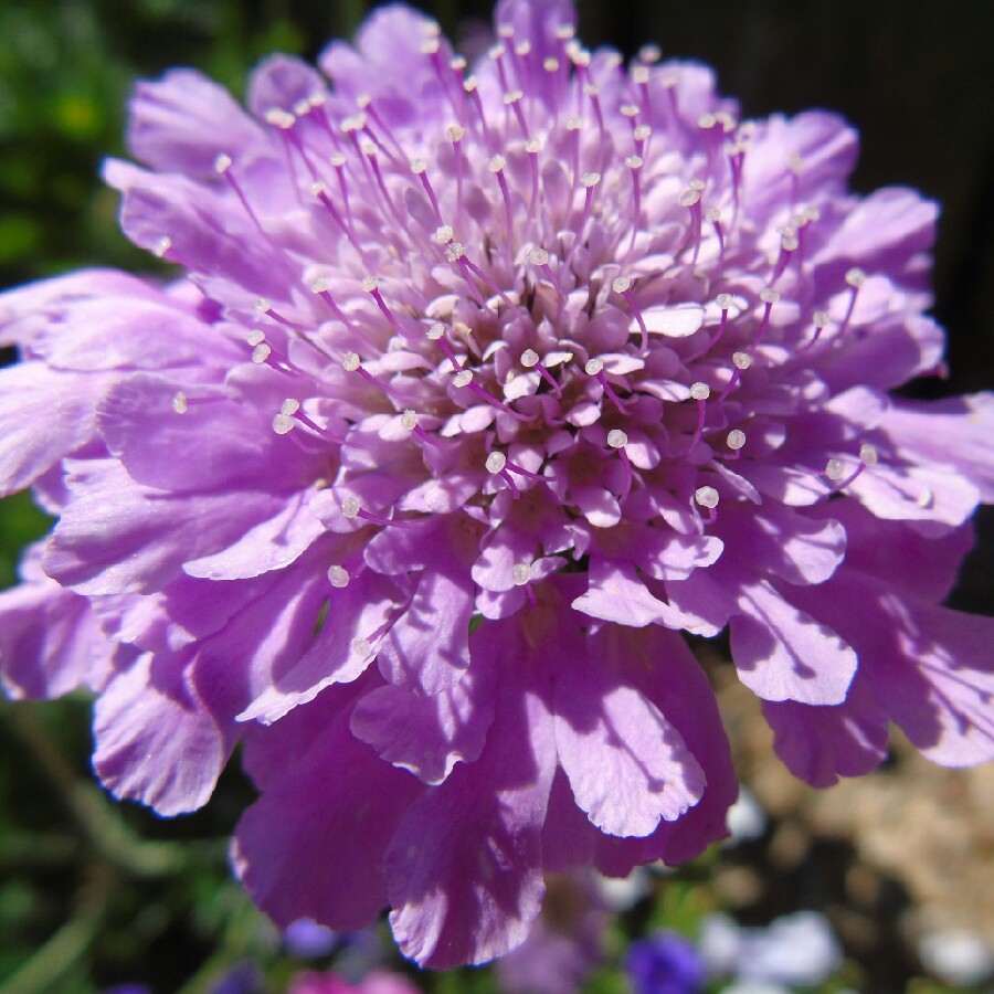 plant image 176747