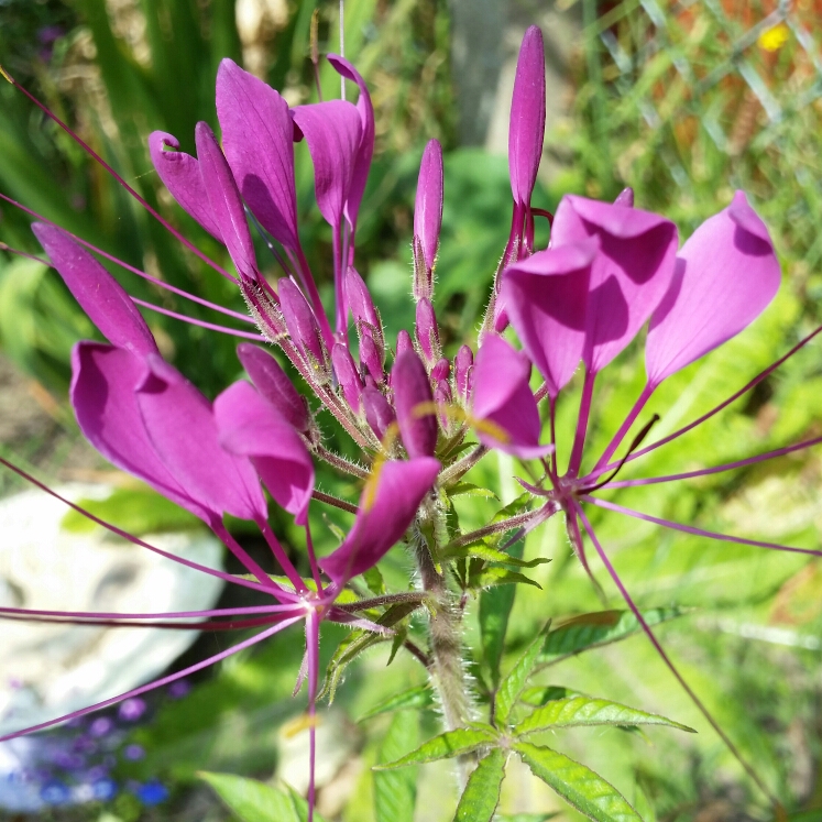 Plant image Cleome hassleriana 'Rose Queen'