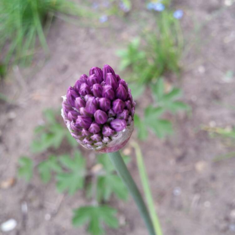 plant image 386927 plant image 386927