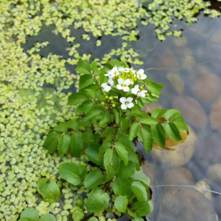 Plant image Nasturtium officinale