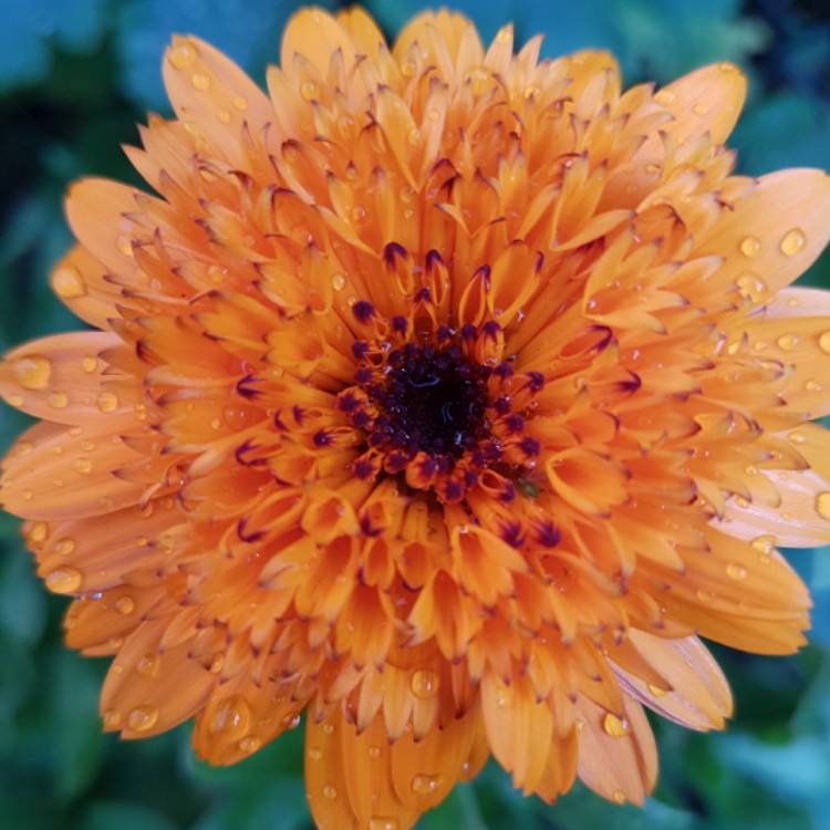plant image 419157