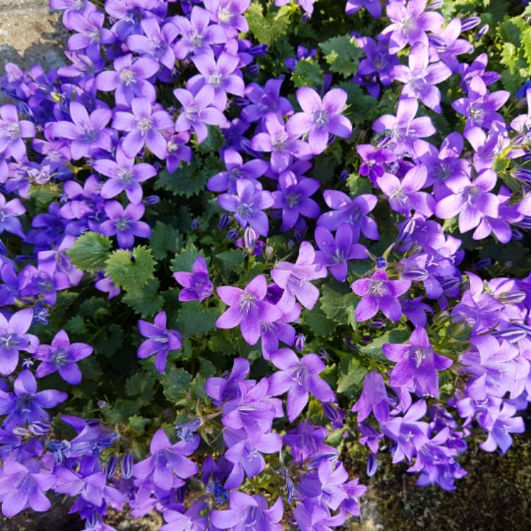 Plant image Campanula portendchlagiana 'Clockwise Deep Blue'