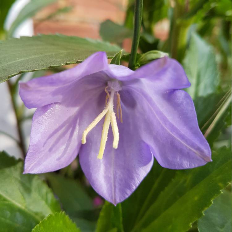 plant image 420979 plant image 420979