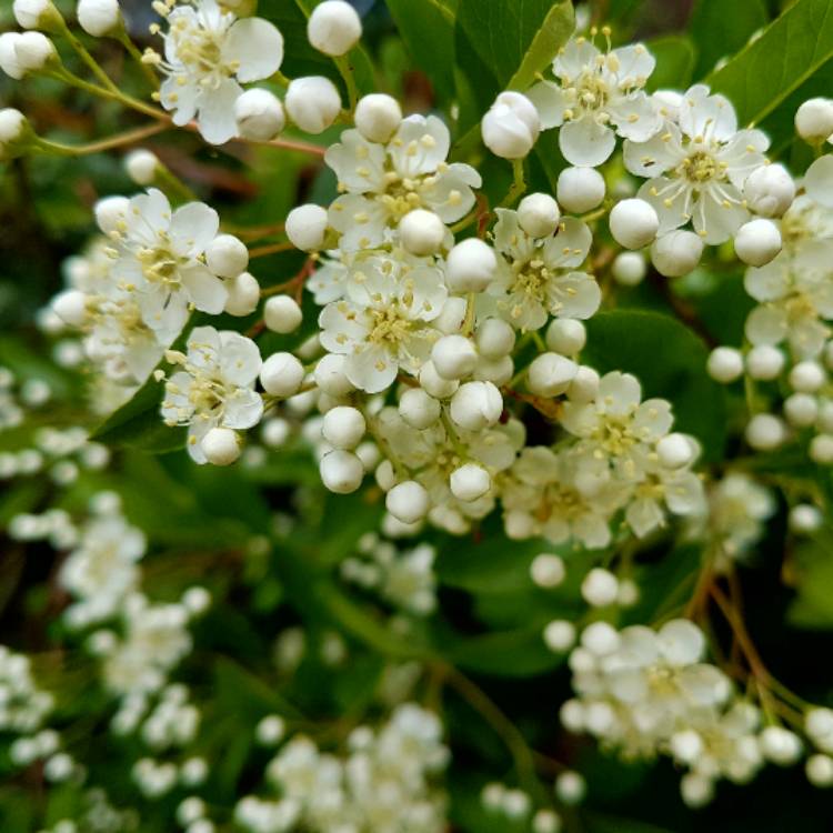 plant image 422161