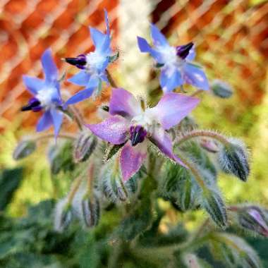 Borago officinalis