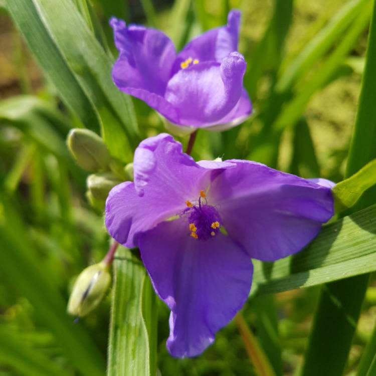 plant image 457886 plant image 457886