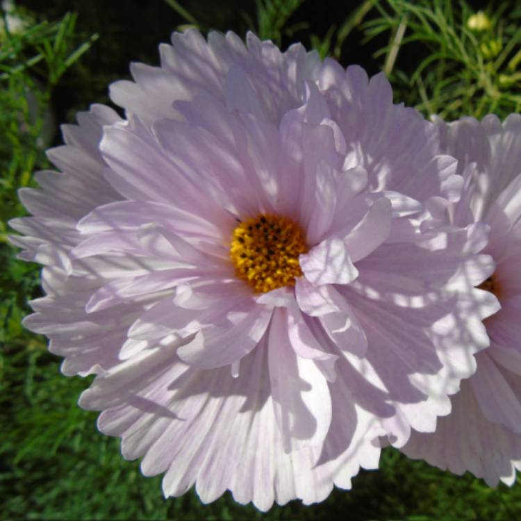 plant image 467222 plant image 467222