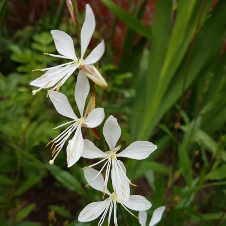 plant image 500974 plant image 500974