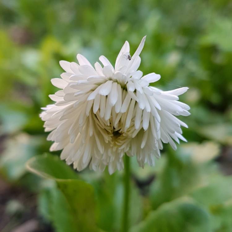 plant image 505441