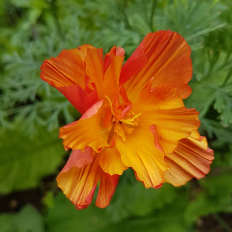 Plant image Eschscholzia californica 'Jelly Beans'