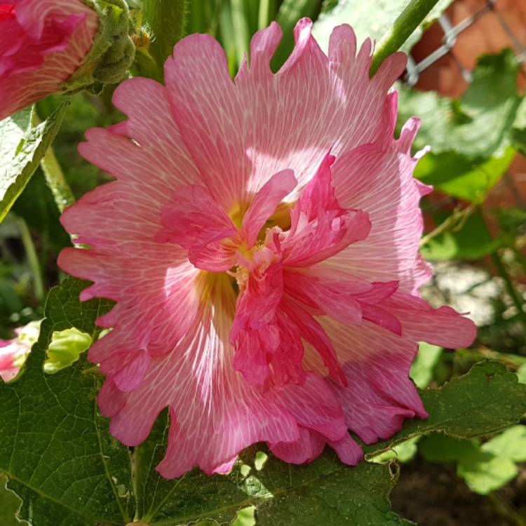 Plant image Alcea rosea 'Majorette Group'