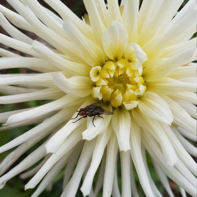 Plant image Dahlia 'White Star'