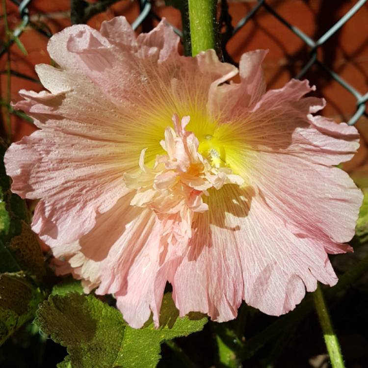 Plant image Alcea rosea 'Majorette Group'