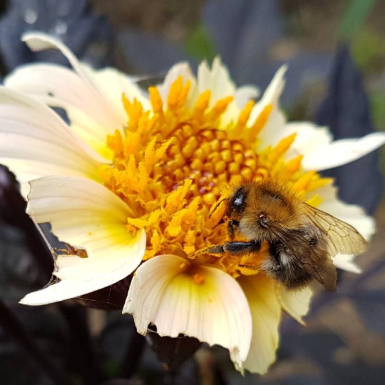 Plant image Dahlia 'Hdw79' (Happy Days Series) syn. Dahlia 'Happy Days Cream'