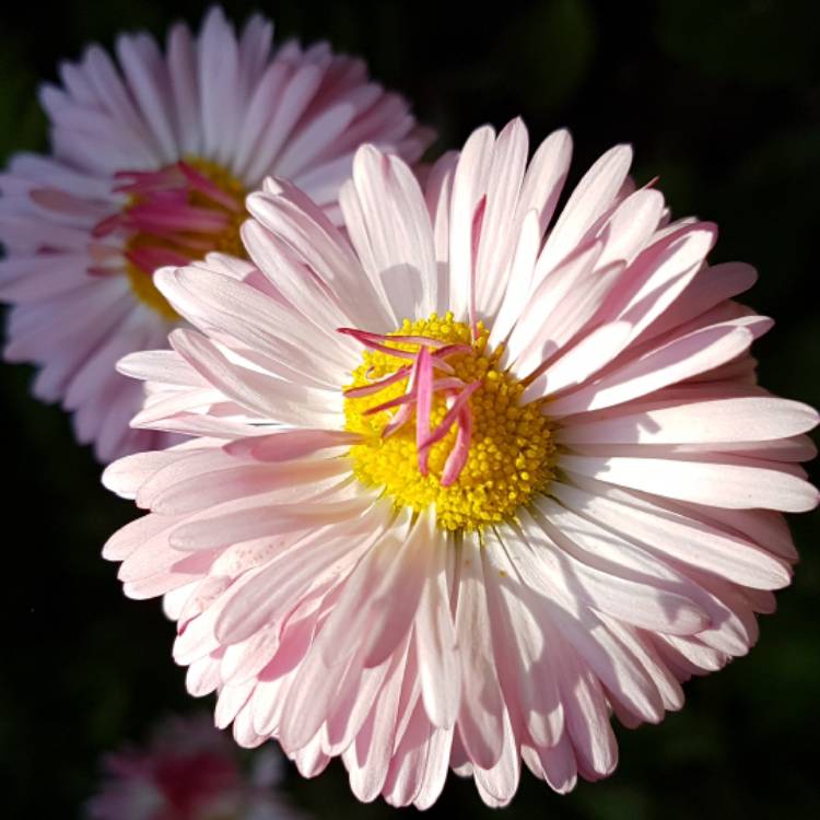 Plant image Bellis perennis 'Pomponette Mixed'