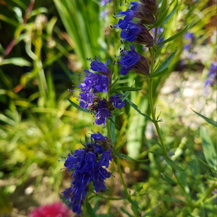 plant image 530073