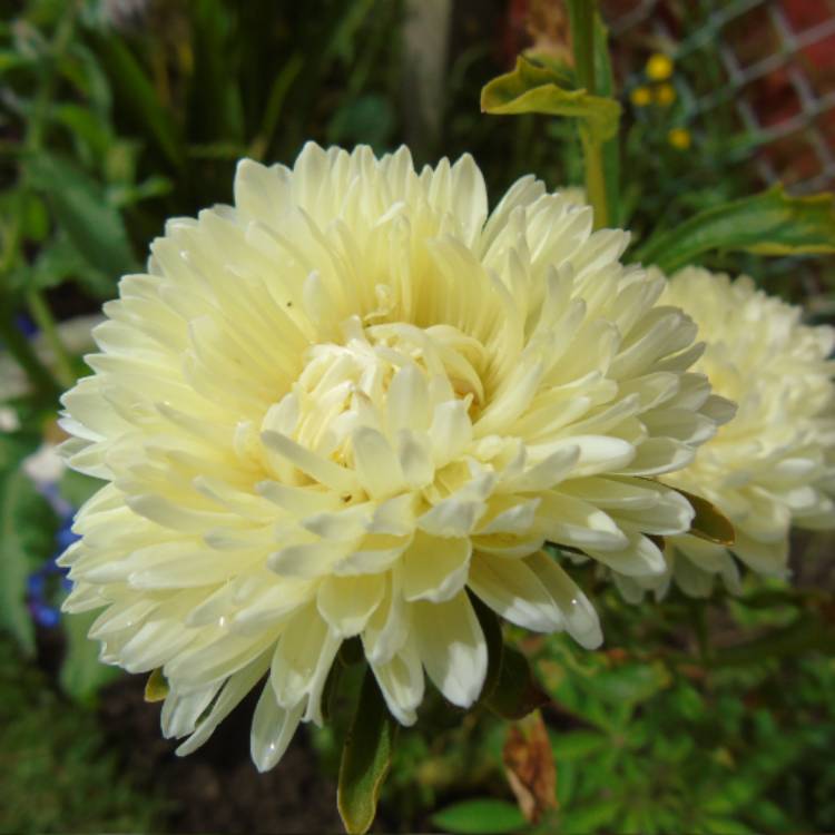 plant image 544083