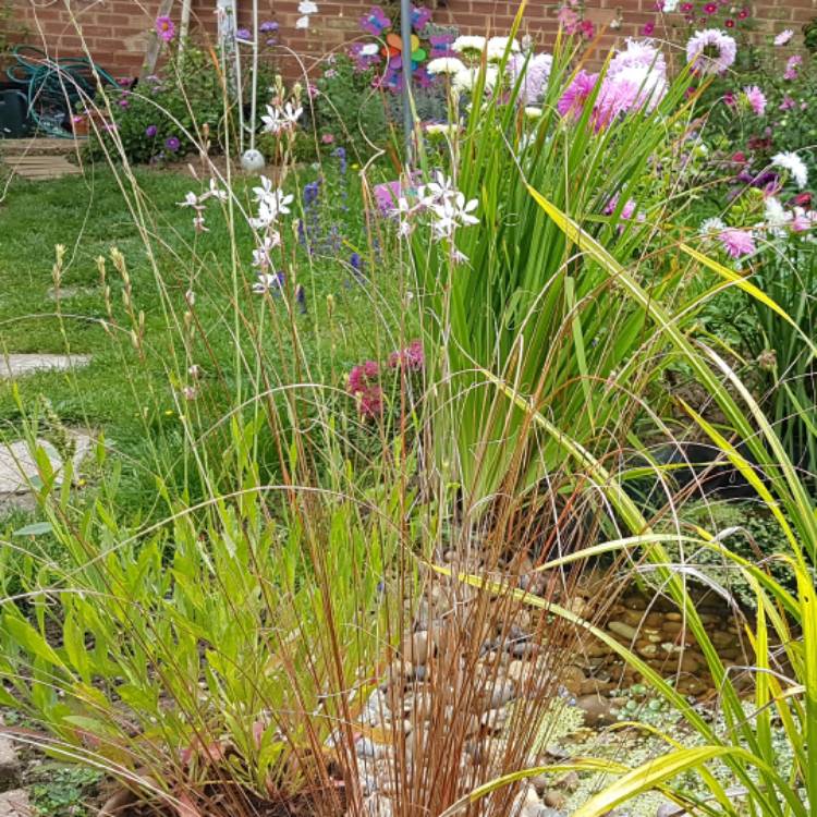 Plant image Carex buchananii