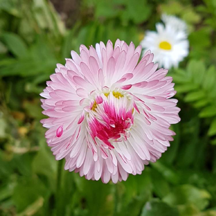 plant image 561084