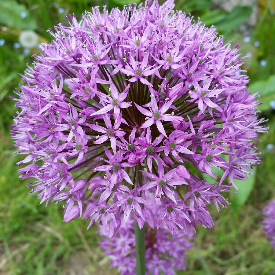 plant image 56808 plant image 56808