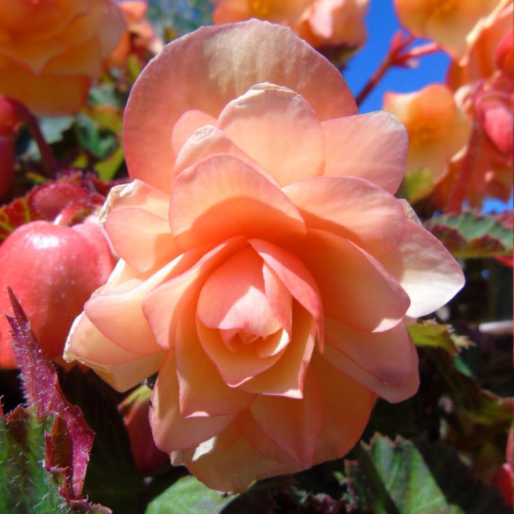 plant image 571287