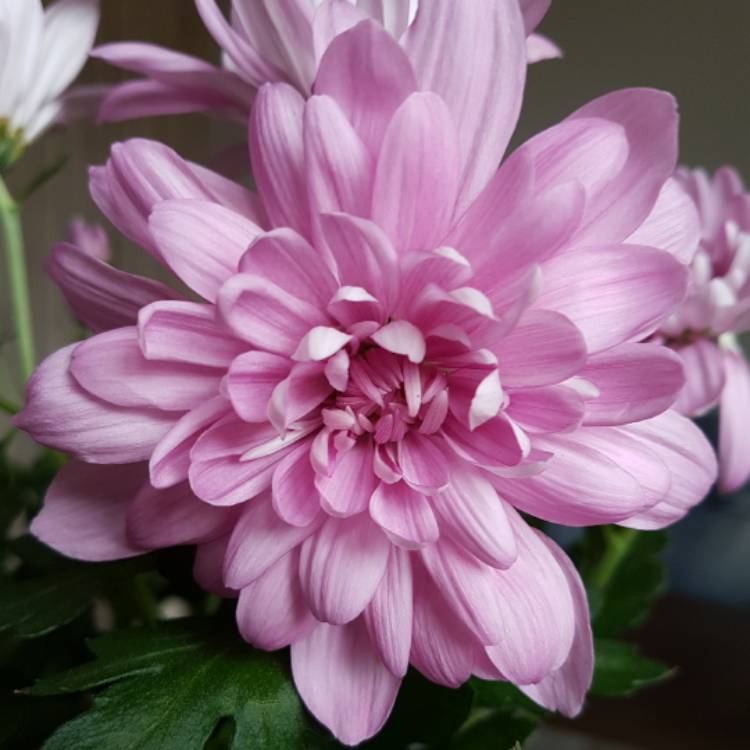 Plant image Chrysanthemum 'Crystal Pink'