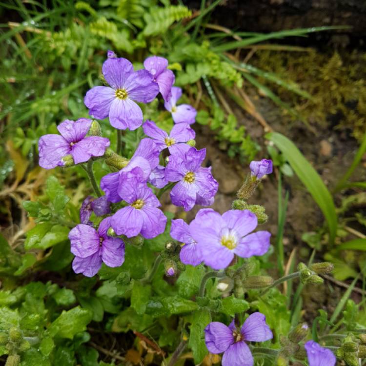 plant image 647615