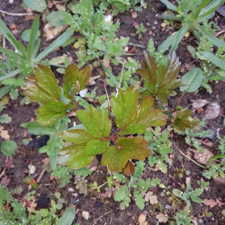 plant image 656793 plant image 656793