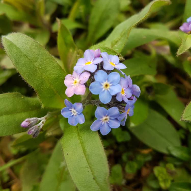 plant image 656809