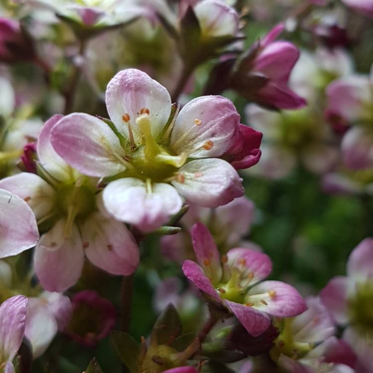 Plant image Saxifraga 'Apple Blossom'