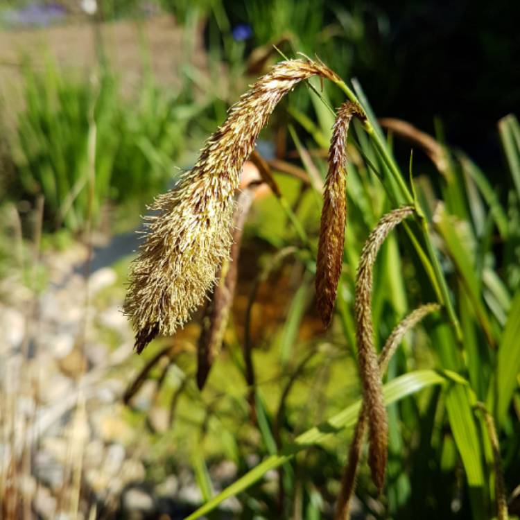 Plant image Carex Pendula
