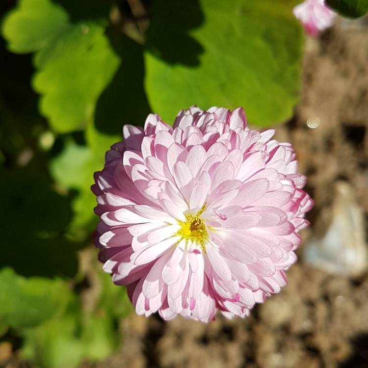 plant image 687945