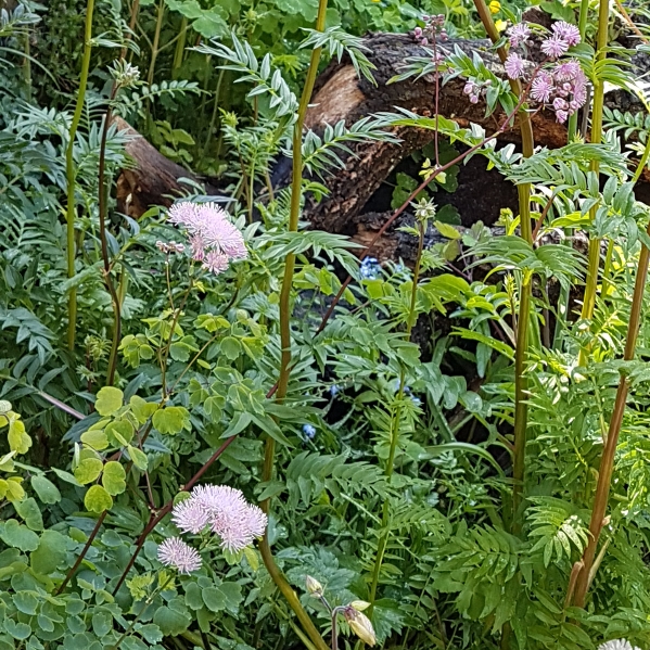 Plant image Thalictrum 'Black Stockings'