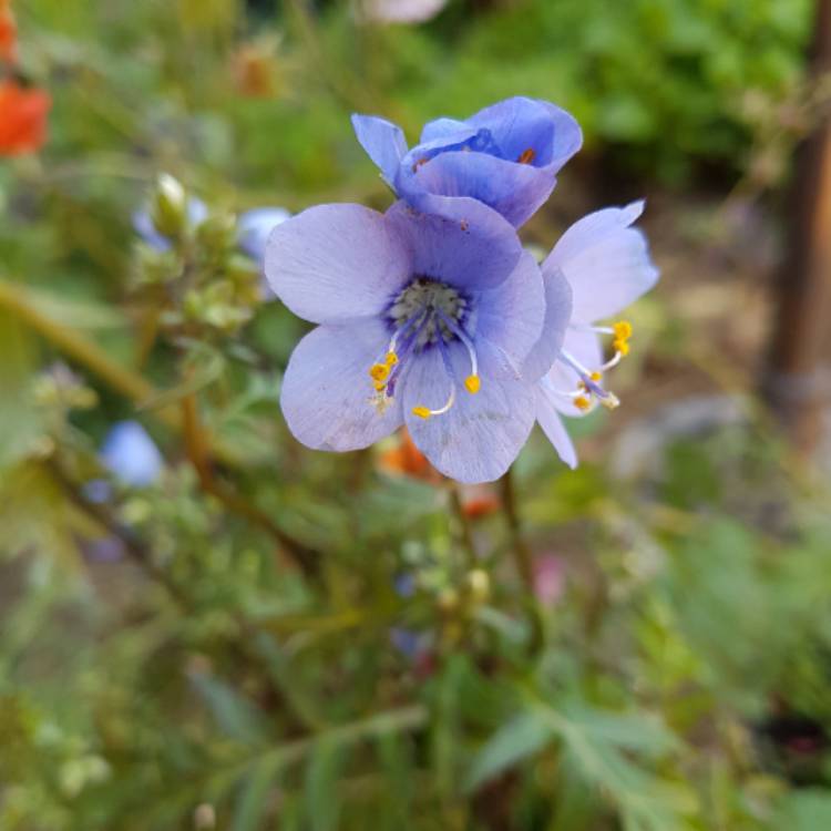 plant image 703908