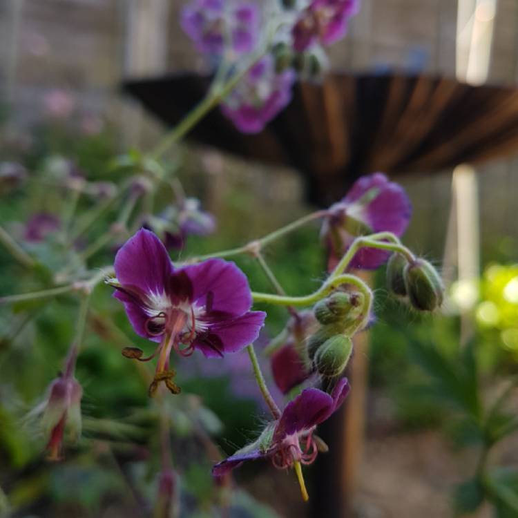 Plant image Geranium phaeum 'Samobor'