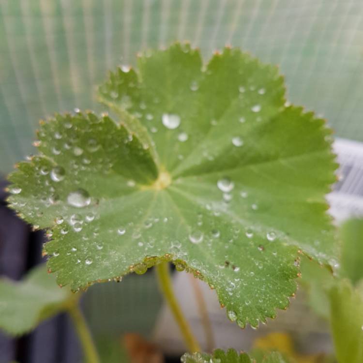 plant image 707459