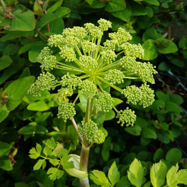Plant image Angelica archangelica; syn Angelica officinalis
