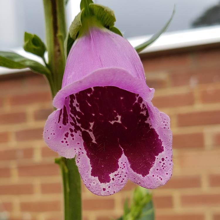 Plant image Digitalis purpurea 'Sugar Plum'