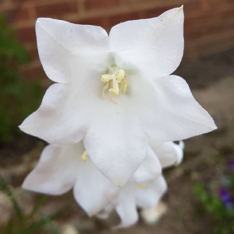 plant image 737256 plant image 737256