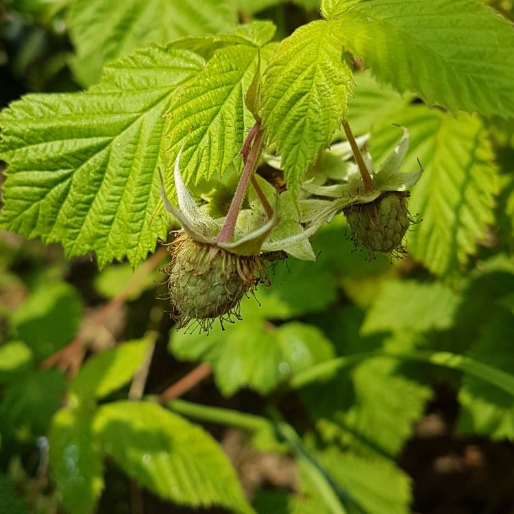 plant image 738926