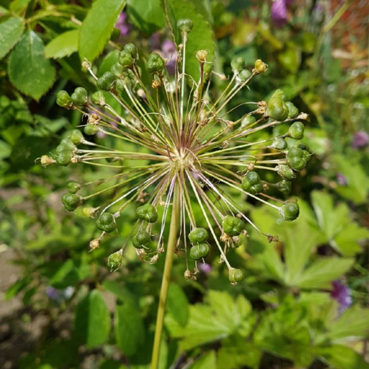plant image 743775 plant image 743775