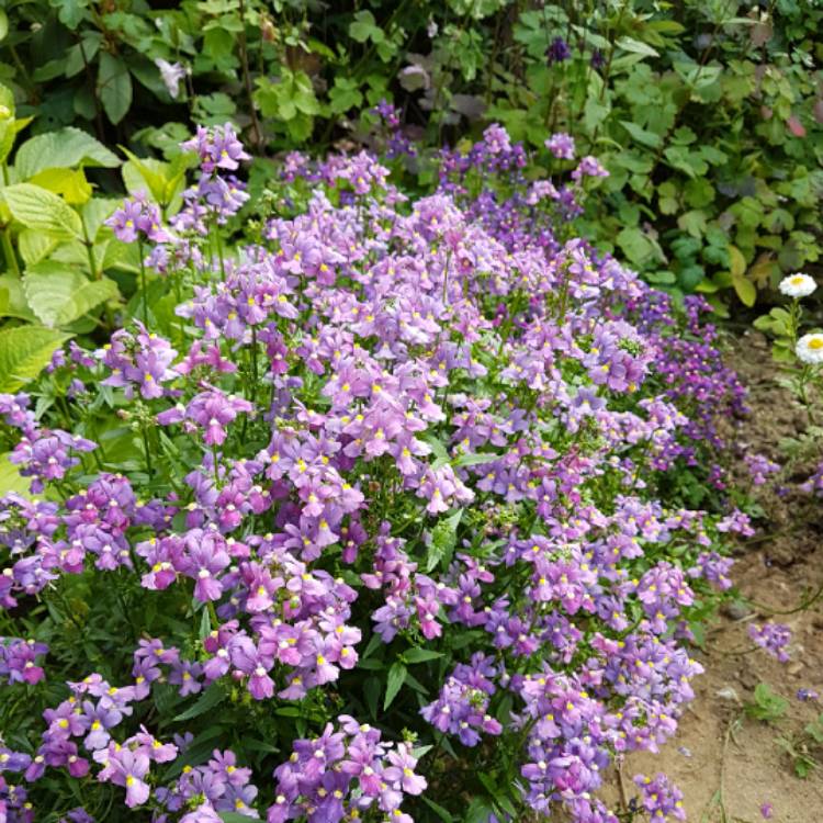 Plant image Nemesia